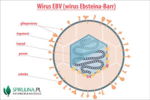 Wirus EBV (wirus Ebsteina-Barr)