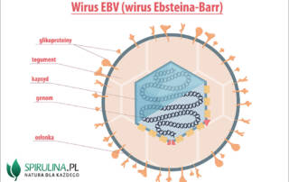 Wirus EBV (wirus Ebsteina-Barr)