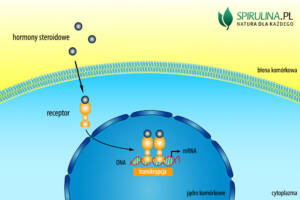 Hormony steroidowe