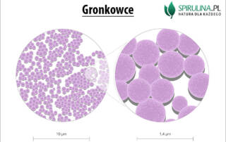 Gronkowce
