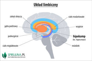 Hipokamp (łac. hippocampus)