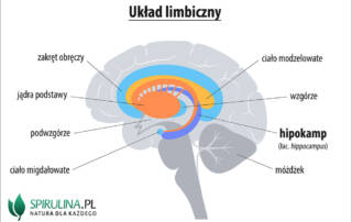 Hipokamp (łac. hippocampus)