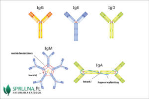 Immunoglobuliny