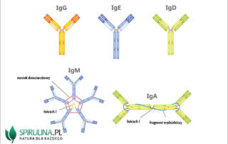 Immunoglobuliny