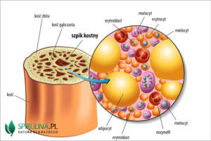 Szpik kostny