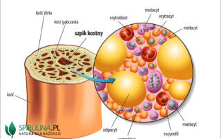 Szpik kostny