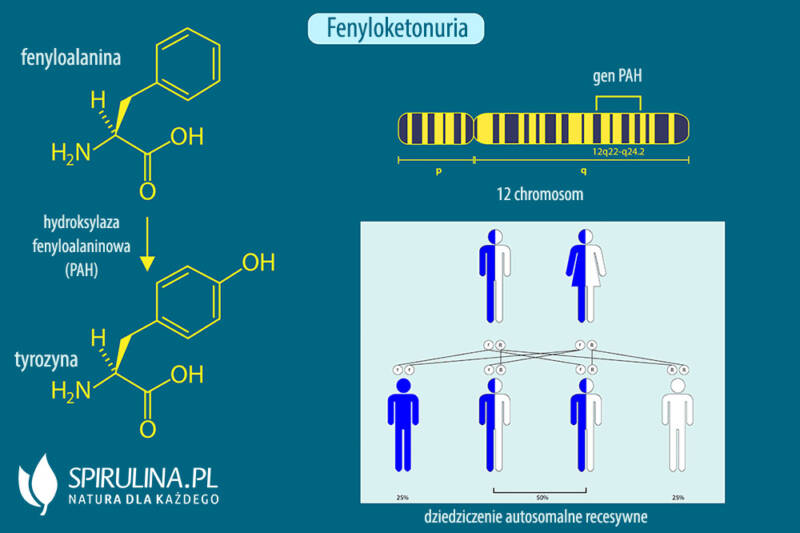 Fenyloketonuria Jest Warunkowana Autosomalnym Allelem Recesywnym A