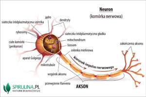 Akson (neuryt)