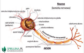 Akson (neuryt)