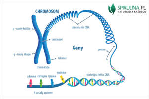 Chromosom