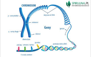 Chromosom