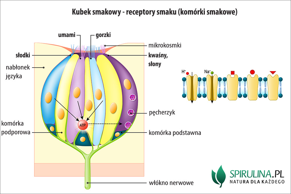 Kubek smakowy - receptory smaku