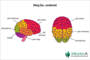 Mózg (łac. cerebrum)