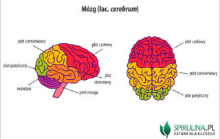 Mózg (łac. cerebrum)