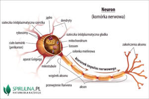 Neuron (komórka nerwowa)