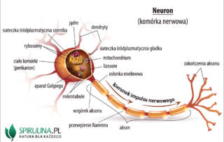 Neuron (komórka nerwowa)