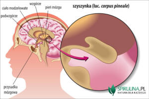 Szyszynka (łac. corpus pineale)