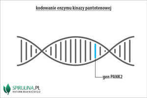 Kinaza pantotenianu