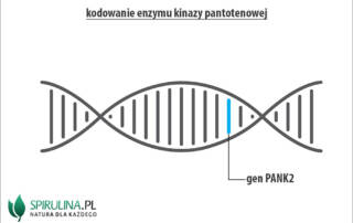 Kinaza pantotenianu