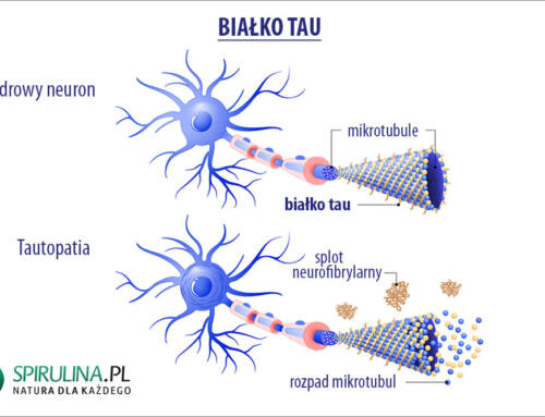 Białko tau