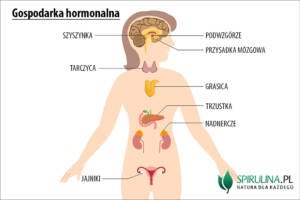 Gospodarka hormonalna