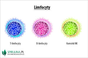 Limfocyty