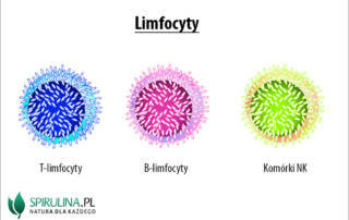 Limfocyty