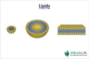 Lipidy