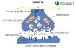 Synapsa