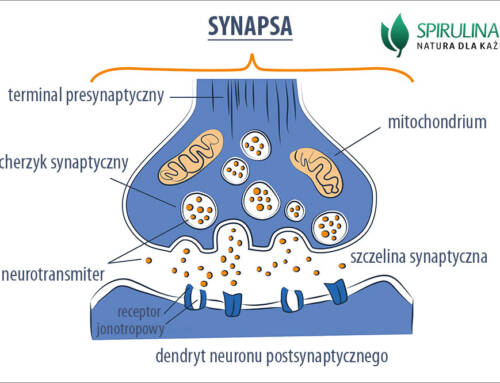 Synapsa