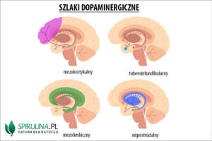 Uklad dopaminergiczny