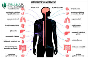 Autonomiczny układ nerwowy