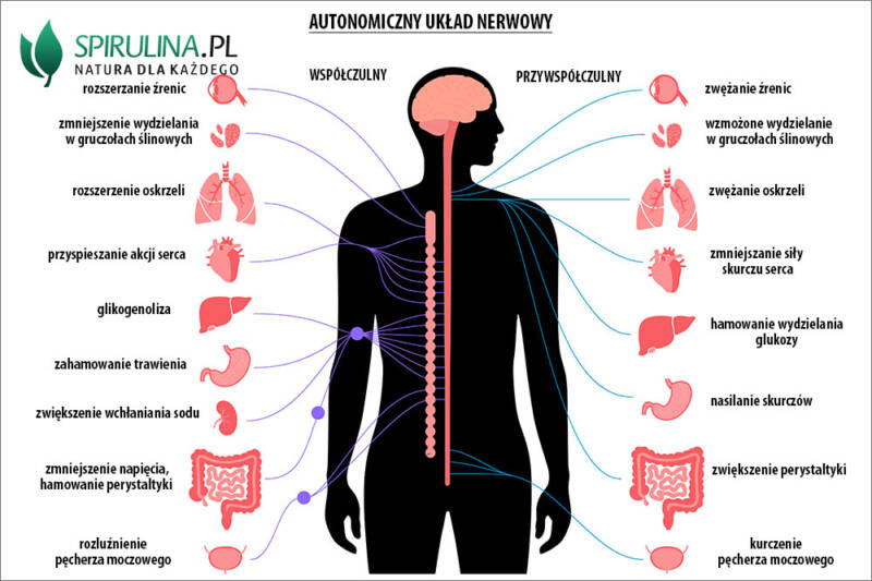 Autonomiczny układ nerwowy - algi Spirulina i Chlorella