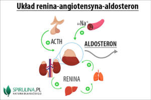 Aldosteron