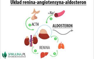 Aldosteron