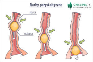 Ruchy perystaltyczne