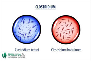 Clostridium