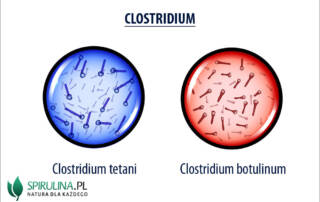 Clostridium