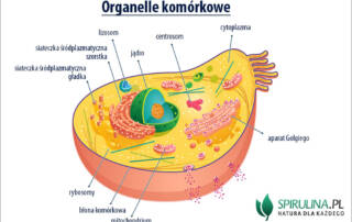 Organelle komórkowe