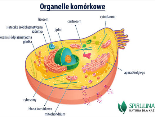 Organelle komórkowe