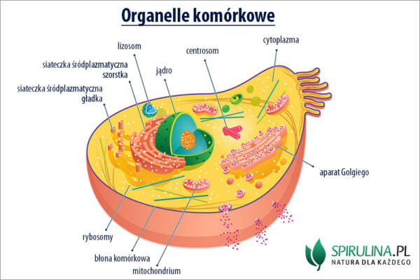 Organelle komórkowe - algi Spirulina i Chlorella