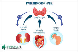Parathormon