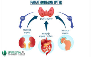 Parathormon