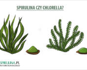 Spirulina czy chlorella