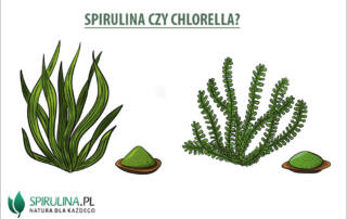 Spirulina czy chlorella