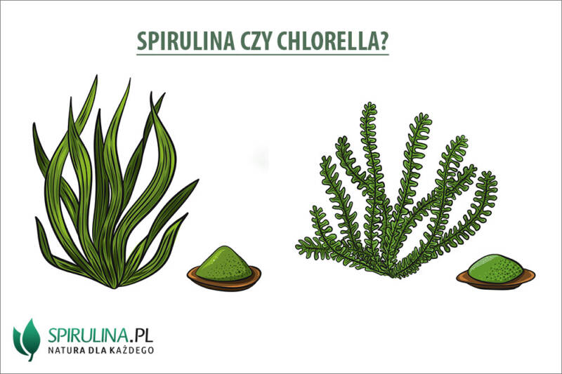 Spirulina czy Chlorella algi Spirulina i Chlorella