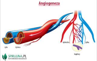 Angiogeneza
