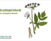 Arcydzięgiel lekarski