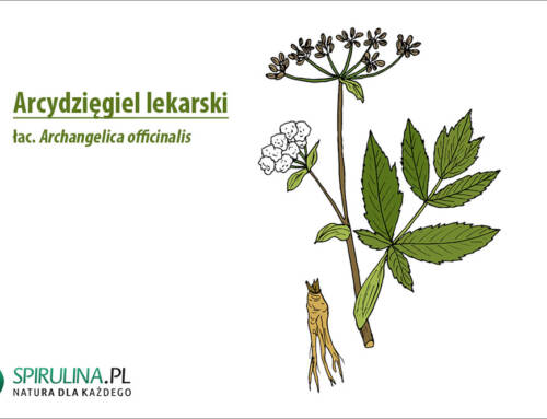 Arcydzięgiel lekarski