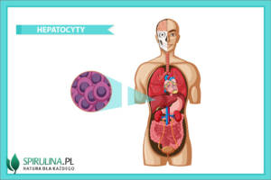 Hepatocyty